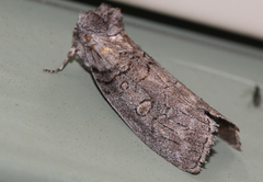 Discophlebia celaena