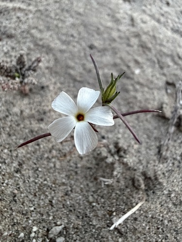 Linanthus jonesii, photograph 4