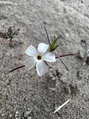 Linanthus jonesii, photograph (c) Matt Berger, some rights reserved (CC BY)