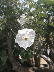 Ipomoea pauciflora