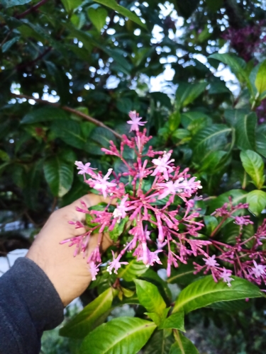 Shrubby Fuchsia (Fuchsia paniculata)