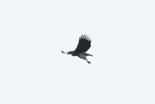 Lesser Fish Eagle (Icthyophaga humilis), photo 8