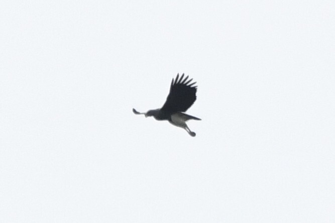 Lesser Fish Eagle (Icthyophaga humilis), photo 8