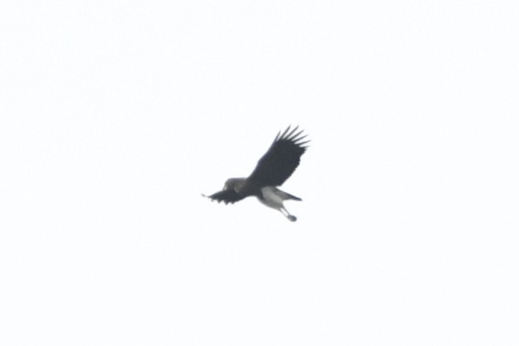 Lesser Fish Eagle (Icthyophaga humilis), photo 7