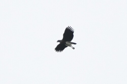 Lesser Fish Eagle (Icthyophaga humilis), photo 2