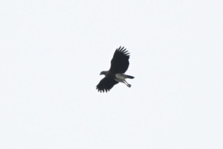 Lesser Fish Eagle (Icthyophaga humilis), photo 2
