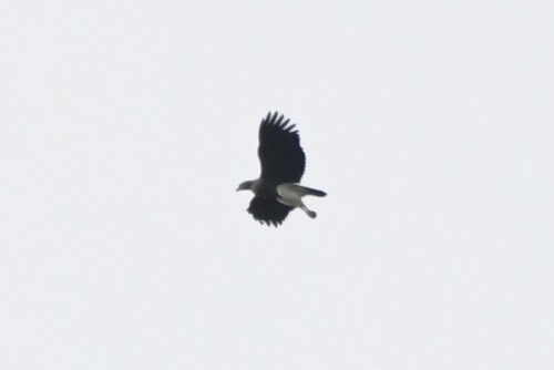 Lesser Fish Eagle (Icthyophaga humilis)