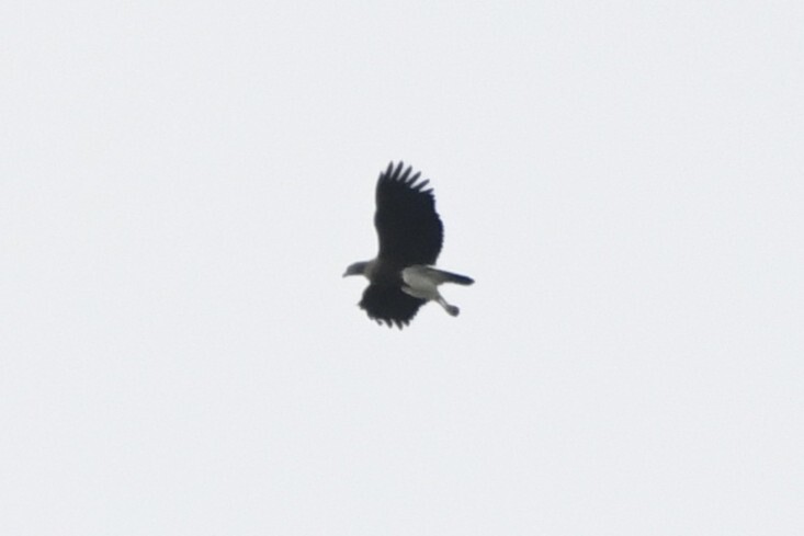 Lesser Fish Eagle (Icthyophaga humilis), photo 1