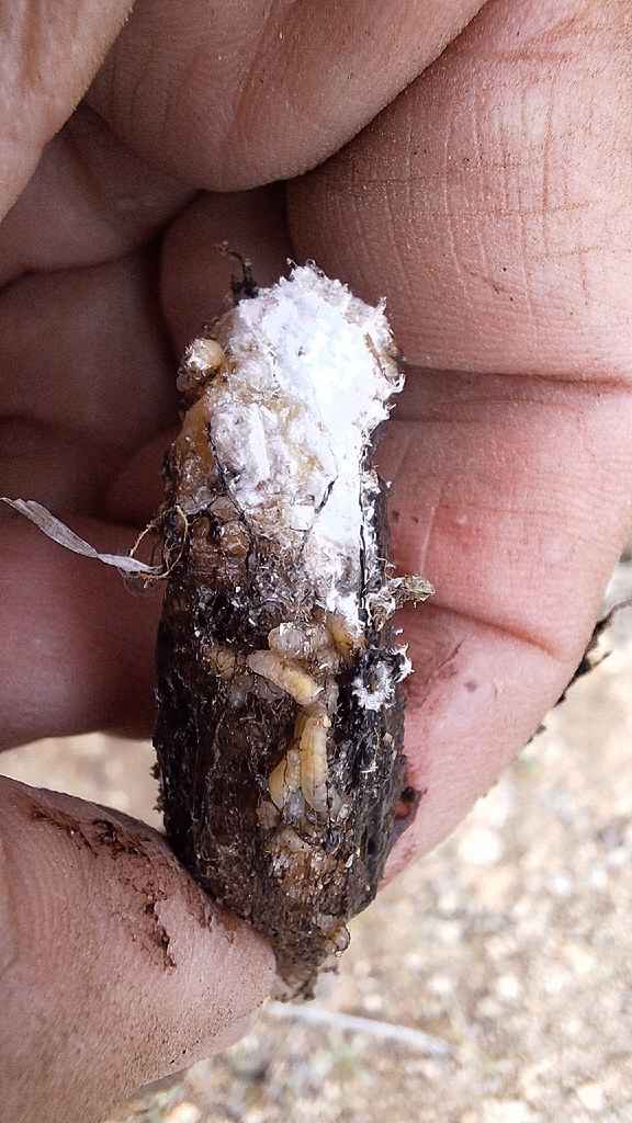 Apanteles megathymi