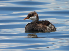 Titicaca Grebe photo 5
