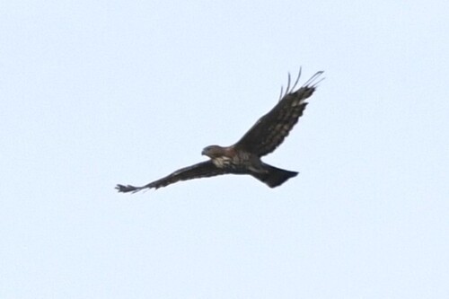Wallace's Hawk-Eagle (Nisaetus nanus), photo 4