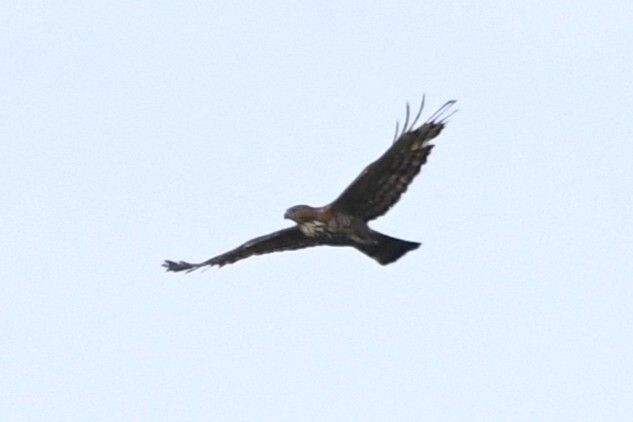 Wallace's Hawk-Eagle (Nisaetus nanus), photo 4