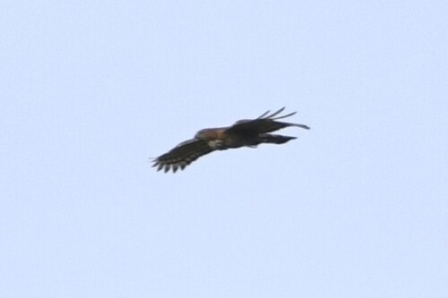 Wallace's Hawk-Eagle (Nisaetus nanus), photo 10