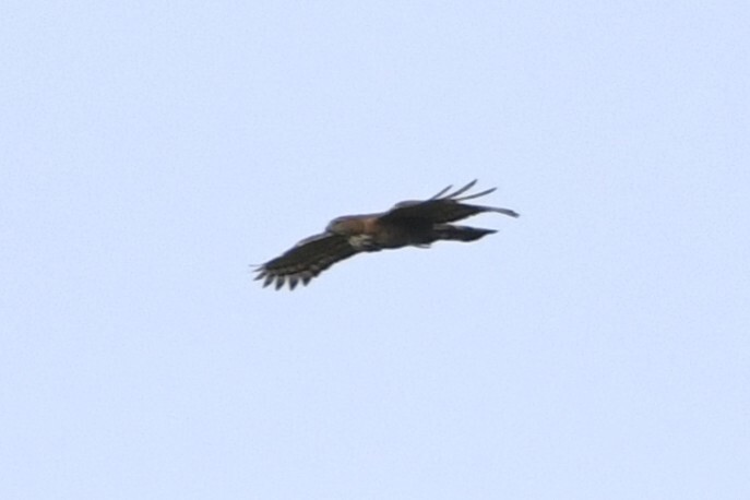 Wallace's Hawk-Eagle (Nisaetus nanus), photo 10