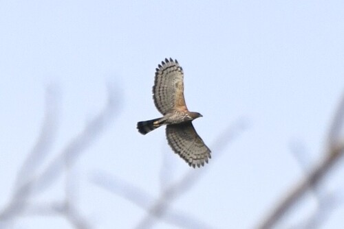 Wallace's Hawk-Eagle (Nisaetus nanus), photo 3