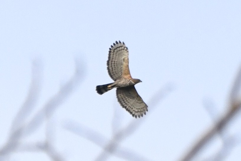 Wallace's Hawk-Eagle (Nisaetus nanus), photo 3