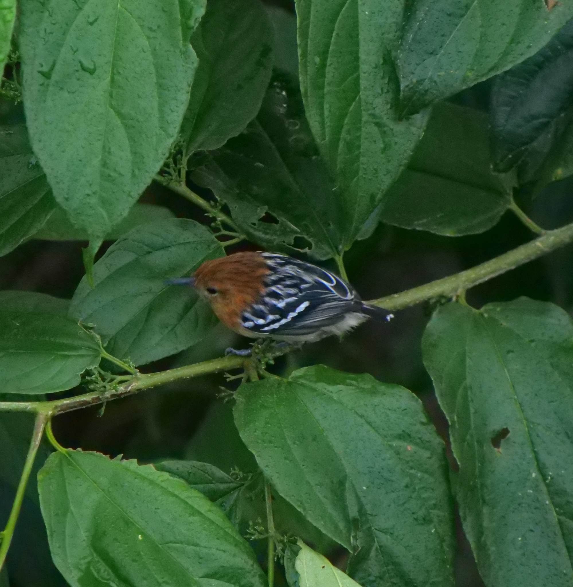 Pacific Antwren (Myrmotherula pacifica), photo 4