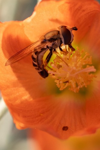 Unknown species found near California City, CA, USA