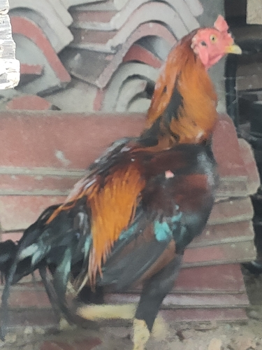 Domestic Chicken