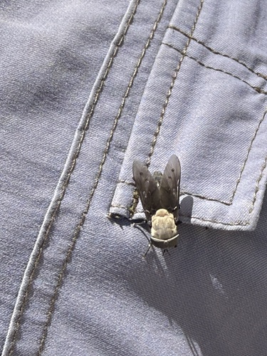 Unknown species found near Death Valley National Park, Death Valley, CA, US