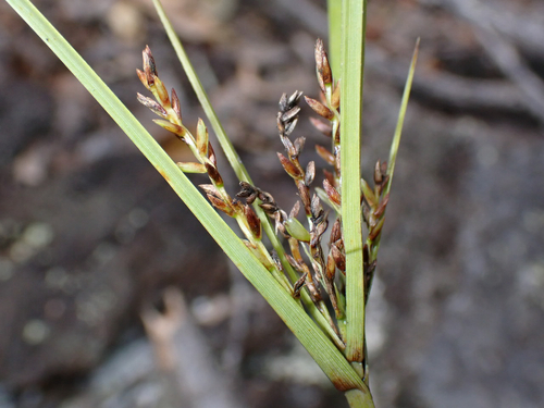 Cyperus hillebrandii observed 2026-03-24