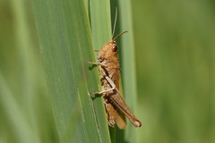 Chorthippus dorsatus