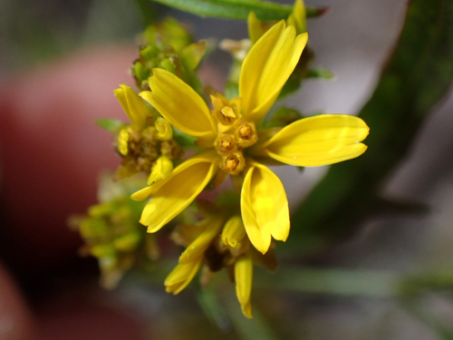 Bidens menziesii observed 2026-03-24