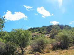 Arctostaphylos uva-ursi