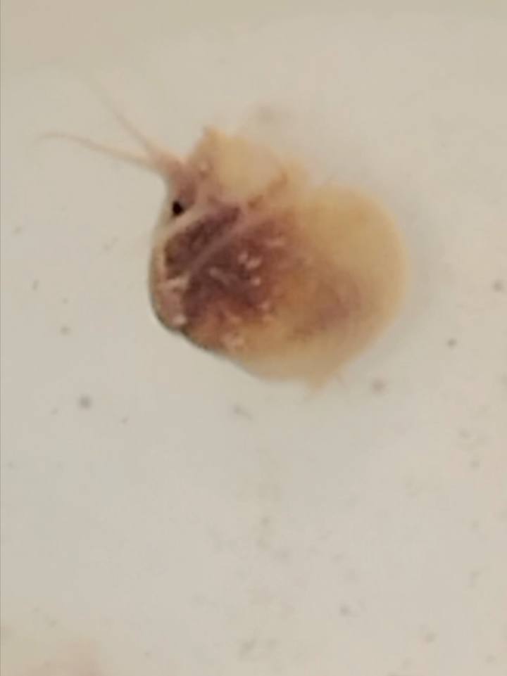 Cyzicus tetracerus (Krynicki, 1830)