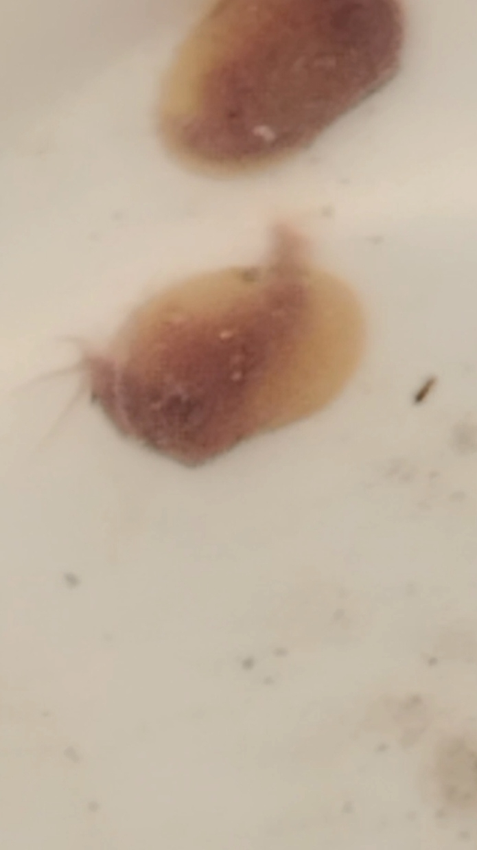 Cyzicus tetracerus (Krynicki, 1830)