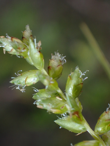 Cyperus hillebrandii observed 2026-03-24