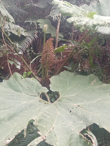 Gunnera mexicana, photograph 3