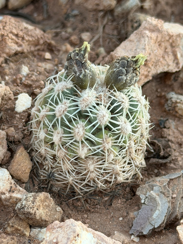 Brady's pincushion cactus (Pediocactus bradyi)