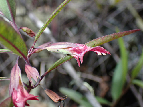 Stenogyne angustifolia observed 2026-03-24