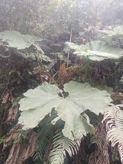 Gunnera mexicana, photograph (c) Juan Cruzado Cortés, some rights reserved (CC BY)
