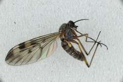 Sylvicola fenestralis