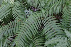 Diplopterygium glaucum