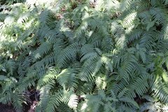 Diplopterygium glaucum