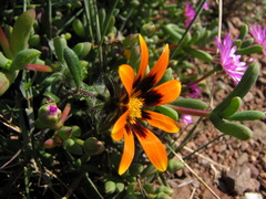 Hirpicium