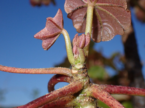 Kokia drynarioides observed 2026-03-24