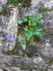 Viola riviniana