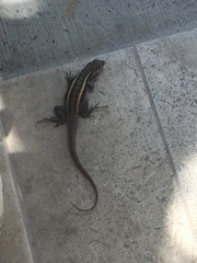 Leiocephalus psammodromus