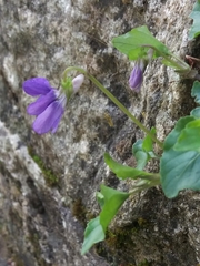 Viola riviniana