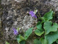 Viola riviniana