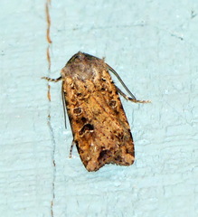 Euxoa ochrogaster