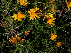 Gorteria integrifolia