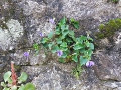 Viola riviniana