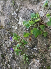 Viola riviniana