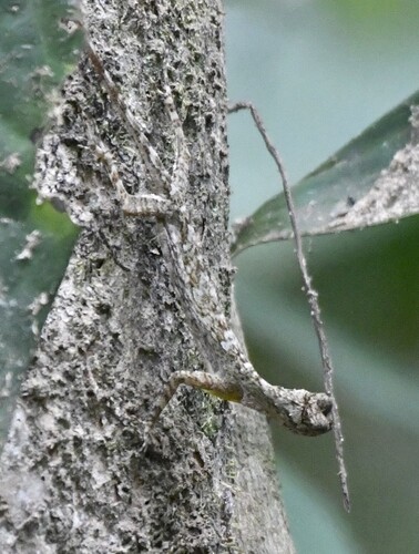 Barred Flying Dragon, Draco taeniopterus
