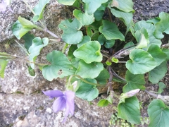 Viola riviniana